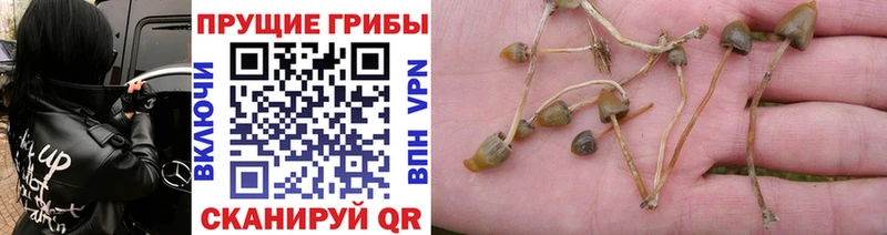 Галлюциногенные грибы GOLDEN TEACHER Жуковский